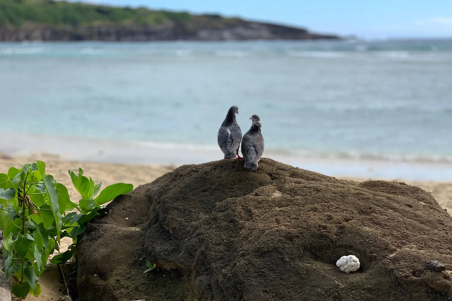 About Galápagos Wildlife Project