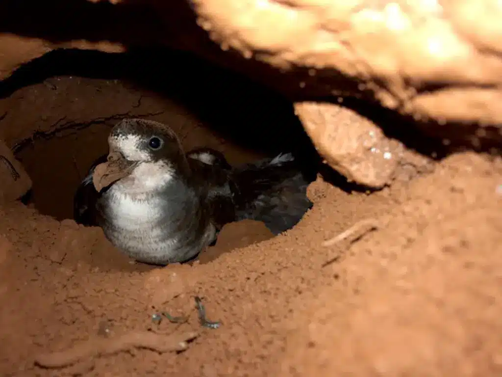 Habitat protection at nesting site